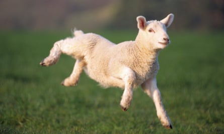 Flying start: help out with lambing in Scotland.
