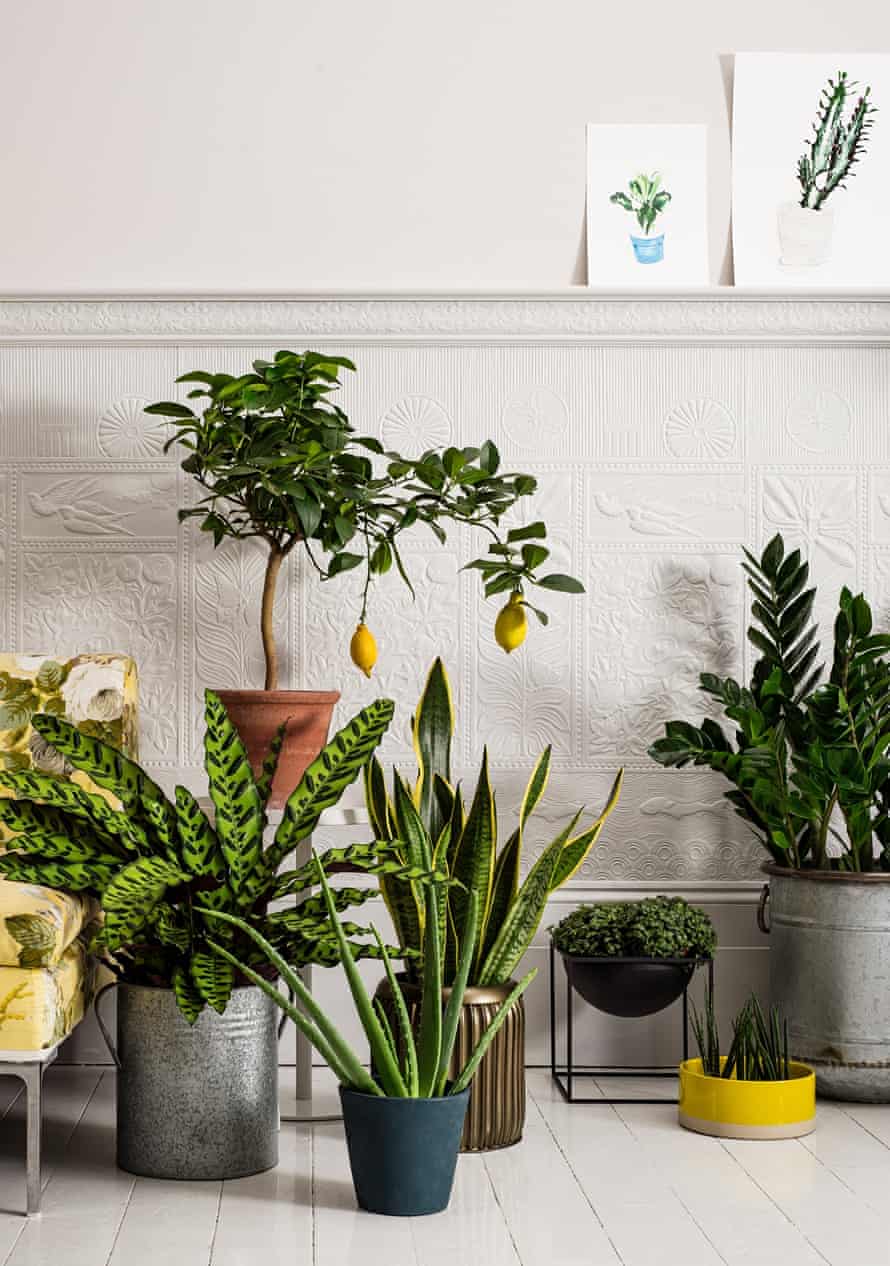 How to make the most of house plants   Homes   The Guardian
