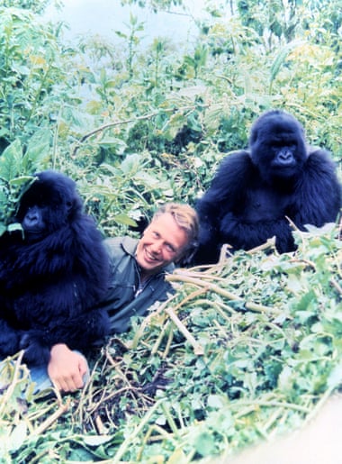 David Attenborough with young mountain gorillas during the filming of Life on Earth, 1978.