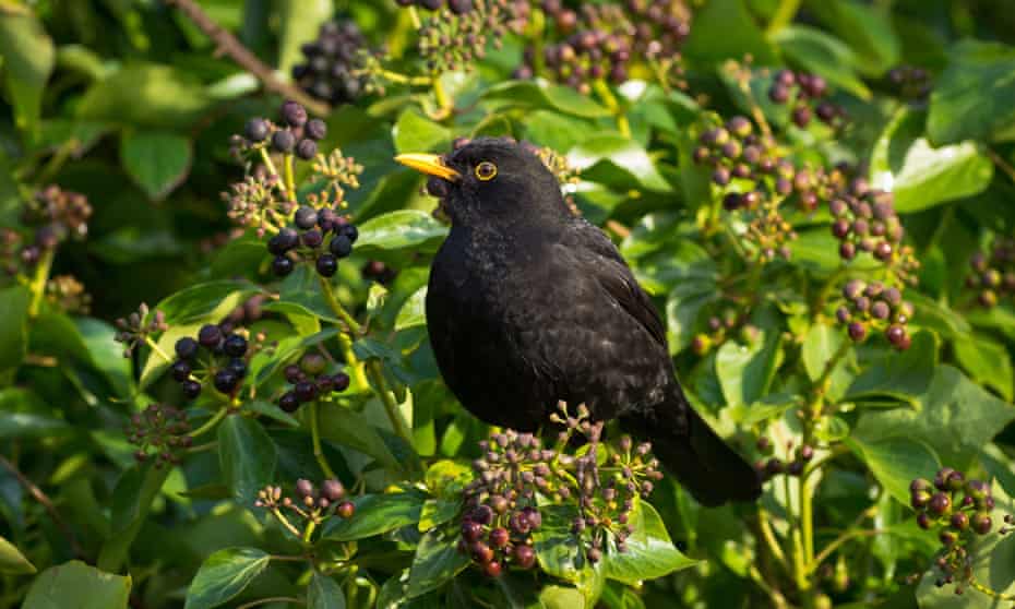 A blackbird on ivy