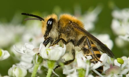 Ivy bee (Colletes hederae)