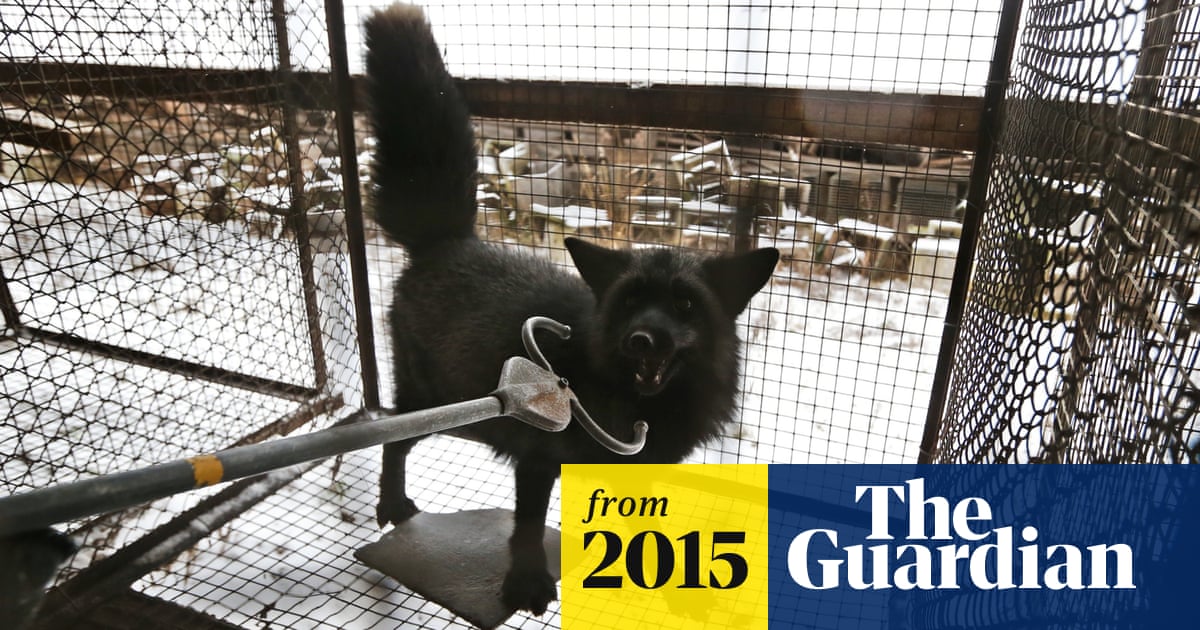 Animal rights 'terrorists'? Legality of industry-friendly law to be  challenged | Illinois | The Guardian