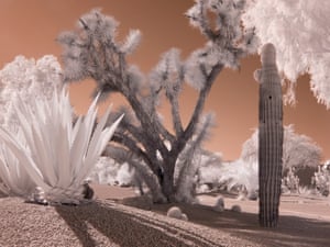 An aloe, a Joshua tree and a saguaro cactus in Paradise Valley, Arizona, USA.