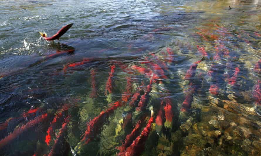 Salmon in the shallows of the Adams River near Chase, British Columbia northeast of Vancouver.