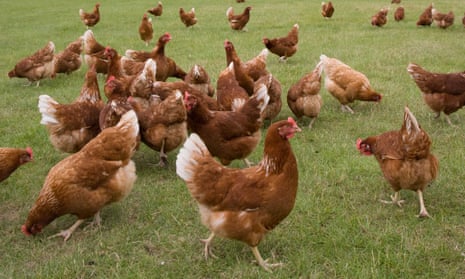 Think You Know 'Free-Range' and 'Cage Free' Chicken? Think Again