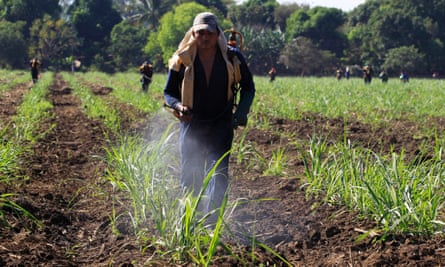 A worker fumigates a sugar cane plantation.
