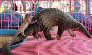 Critically endangered pangolins rescued, then sold as food