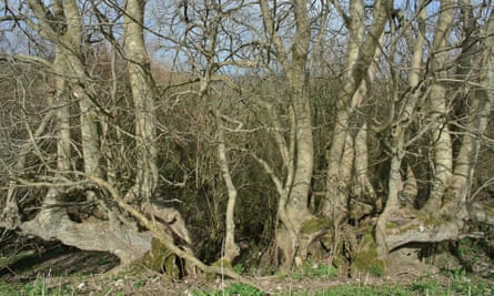 An ash hedge at Toller Fratrum, Dorset, no longer maintained (2013).