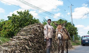 O Brien Auto >> Jamaican farmers face bleak future as EU axes cap on sugar ... O Brien Auto >> Jamaican farmers face bleak future as EU axes cap on sugar ...