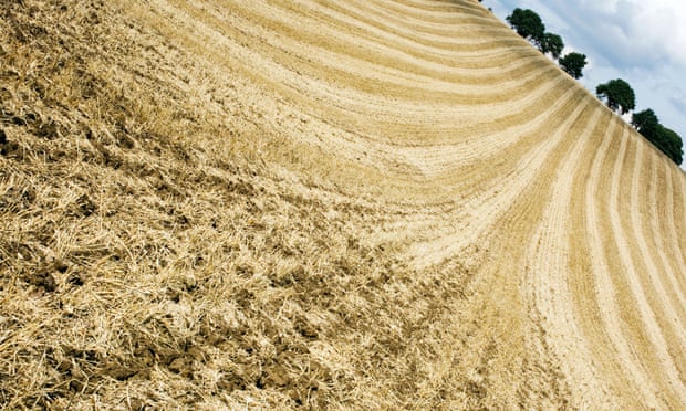 Wheat field in the English countryside after it has been harvested.