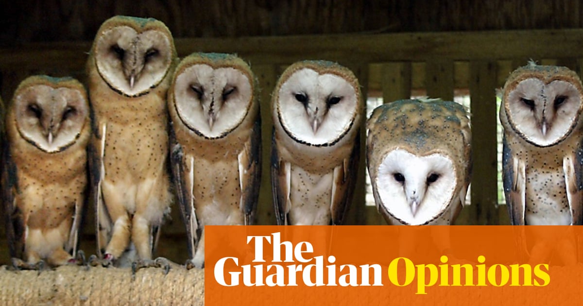 Why Barn Owls And Barflies Don T Mix Philip Hoare Opinion