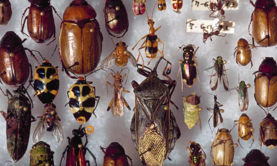 A selection of beetles lay on styrofoam for the Institute for Biodiversity, a reseach organization in Hitoy-Cerere Biological Reserve, Costa Rica, 1993.