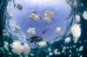 Underwater Photographer of the Year 2015 International Wide Angle category RUNNER UP: 'Socotra Cormorant' - Hani Bader  Jellyfish and Socotra Cormorant in Bahrain