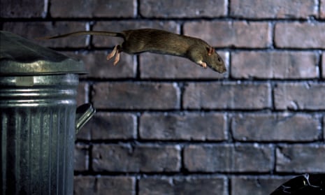 Leaping rat