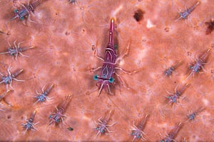 Category 2. International Macro For macro and close up underwater pictures taken anywhere in the world. Runner Up: 'Dancing shrimp in formation' - Theresa A. Guise (USA) The image was taken on a dive site mooring, a large concrete block, which was covered in pink sponge.