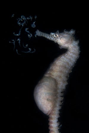 Category 4. International Behaviour For underwater photos of natural marine life behaviour, taken anywhere in the world.RUNNER UP: 'Good luck my babies' - Tammy Gibbs