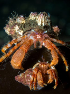 Category 6. British Waters Wide Angle For wide angle photos taken in British seas and freshwater (not including swimming pools, aquariums etc). RUNNER UP: 'Hermit crabs hanging out' - Polly Whyte