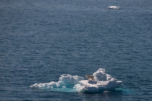 UK-based Goldstein, who is a guide for Exodus, says: ‘Polar bears are in danger of becoming an anachronism, a fading apex predator that suffers more and more as the sea ice melts earlier each year.’