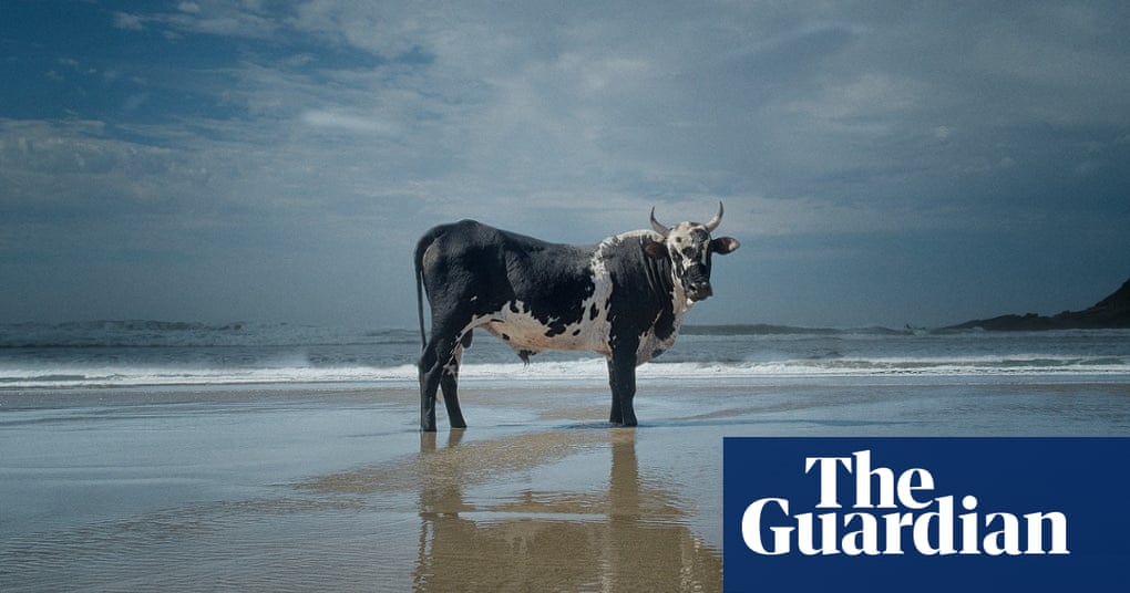 The beachloving bulls of Pondoland in pictures World news The Guardian The beachloving bulls of Pondoland in pictures World news The Guardian