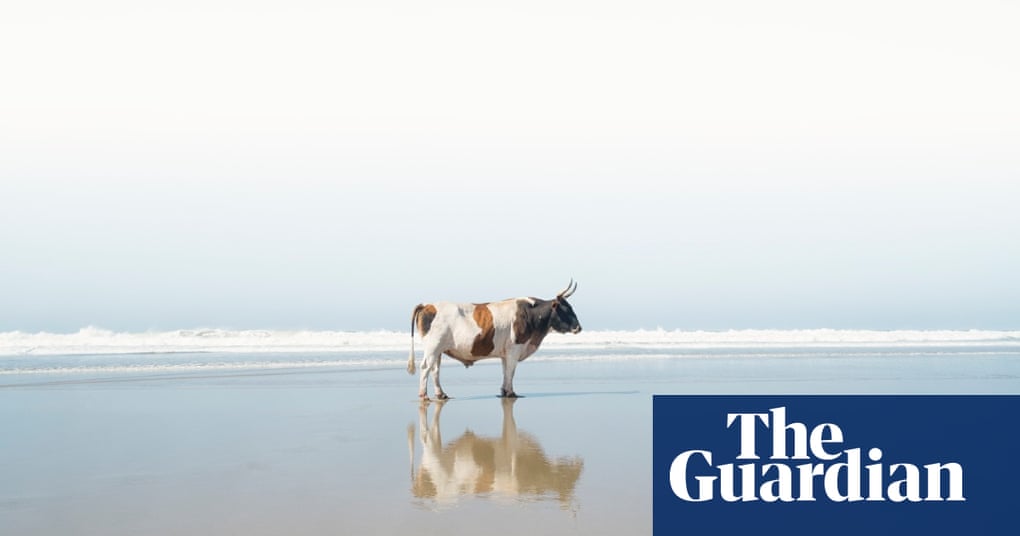 The beachloving bulls of Pondoland in pictures World news The Guardian The beachloving bulls of Pondoland in pictures World news The Guardian