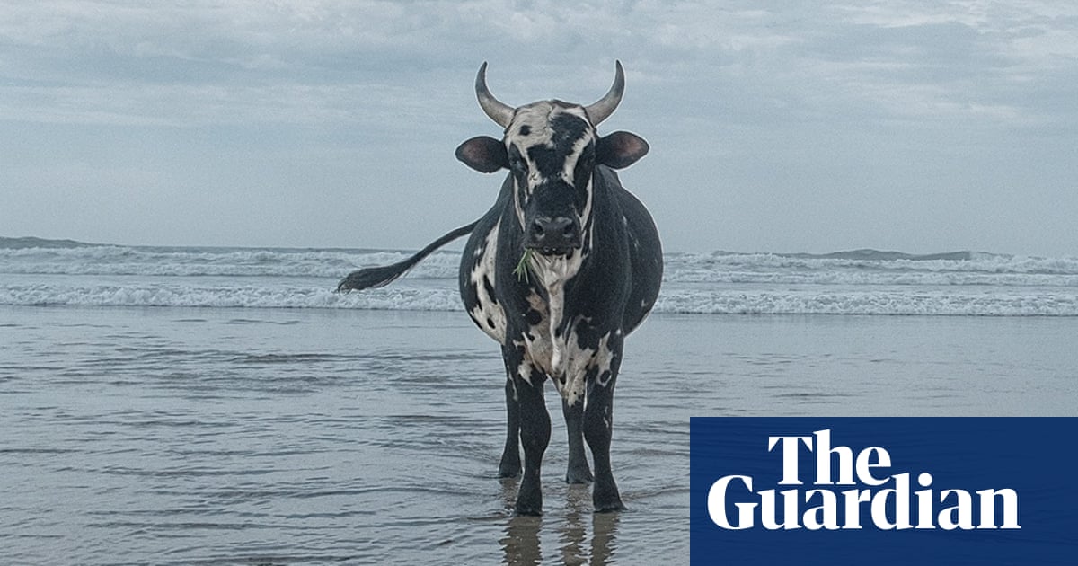 The beachloving bulls of Pondoland in pictures World news The Guardian The beachloving bulls of Pondoland in pictures World news The Guardian