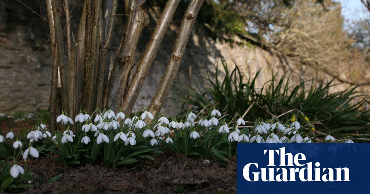 Snowdrops Ten Of The Best Life And Style The Guardian