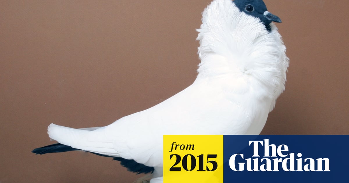 Coo roo-c'too-coo! Enter the captivating world of pigeon fanciers