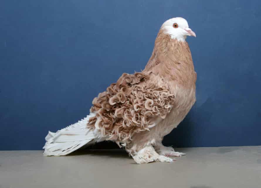 frillback pigeon