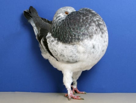 Champion Holler Cropper pigeon.