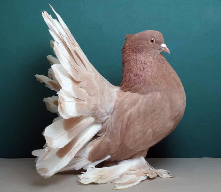 Indian fantail pigeon