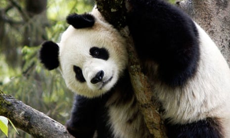 Yes, we have more pandas | Science | The Guardian