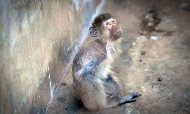 This undated picture released on March 6, 2012 by the British Union for the Abolition of Vivisection (BUAV) shows a long-tailed macaque sitting in his enclosure at an unspecified monkey farm in Laos.  Tens of thousands of monkeys, including animals illegally captured from the wild, are being held in "appalling" conditions at farms in Laos and sold to international research institutes, a new report said.