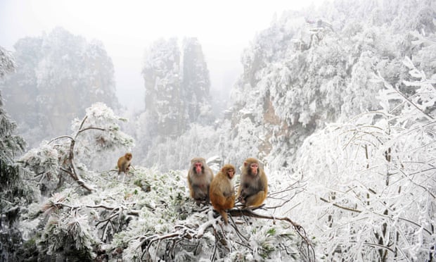 Macaques sit on a snow covered tree at Wulingyuan National Park in China this month.