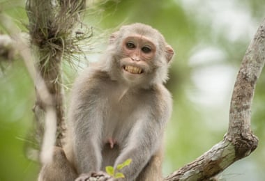 A wild Rhesus monkey grins while up in a tree in Silver Springs, Florida. A huge population of wild monkeys is sweeping across Florida - after being introduced during the filming of Tarzan. There are now estimated to be hundreds of Rhesus monkeys roaming the sunshine state - all descended from three pairs released in the late thirties.