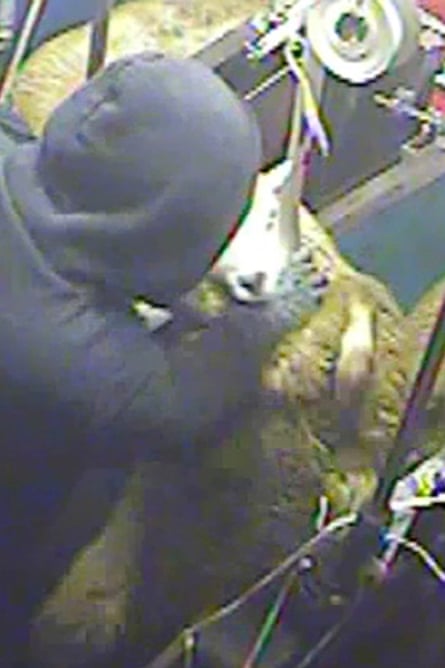 Halal slaughterhouse staff investigated over alleged animal cruelty | Animal welfare | The Guardian Halal slaughterhouse staff investigated over alleged animal cruelty | Animal welfare | The Guardian