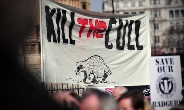 Protesters take part in a demonstration against badger culling outside the Houses of Parliament.