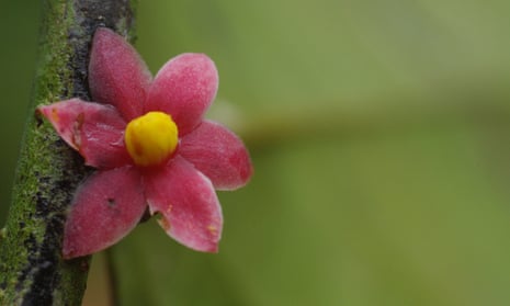 Solannona, a newly-identified plant in the genus Sirdavidia, named after David Attenborough