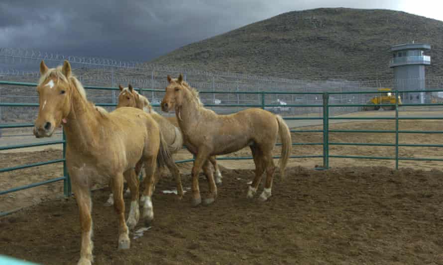 wild horses