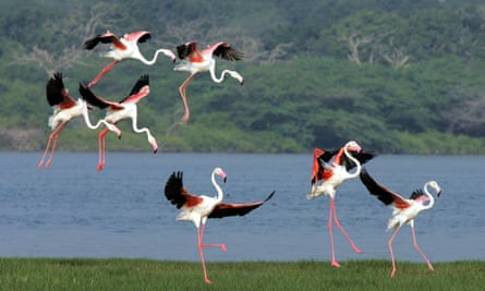 Flamingos at Bundala National Park