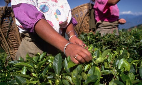 woman picking tea leaves