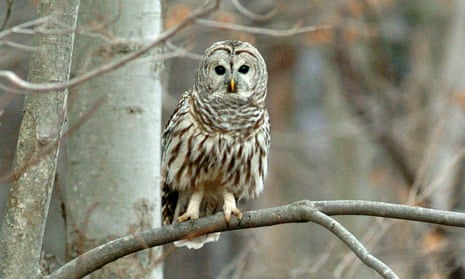 A barred owl – probably not the hat thief.