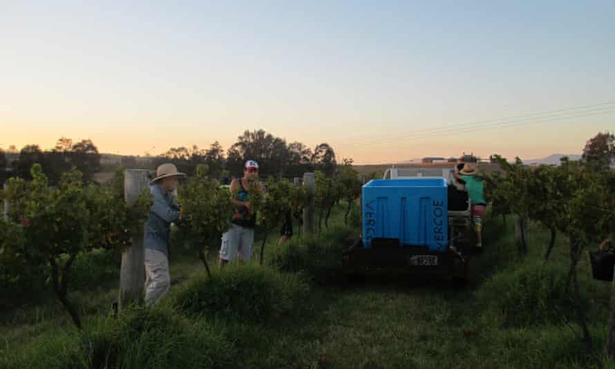 Hunter Valley harvest of organic wine. 