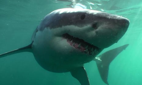 Western Australia may have to justify great white shark catch ...