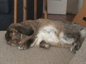 a rabbit chilling on the sofa