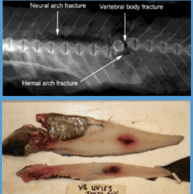 Between 50 and 70% of large cod that come close to a passing electrode at realistic field strengths suffer fractured vertebrae