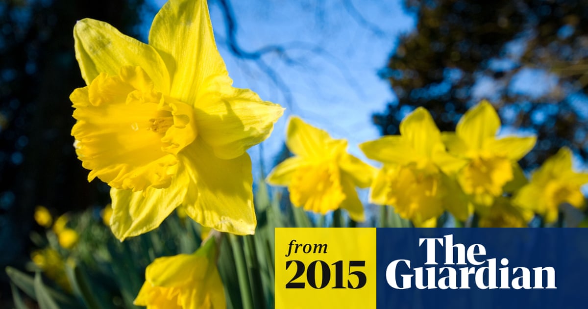 Keep daffodils away from food, supermarkets told Keep daffodils away from food, supermarkets told