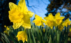 keep daffodils away from food supermarkets told business email letter format