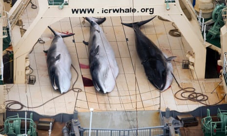 Three dead protected Minke Whales on the deck of the Japanese Ship, Nisshin Maru in the Southern ocean.