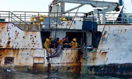 A toothfish is hauled onto illegal fishing boat the Kunlun