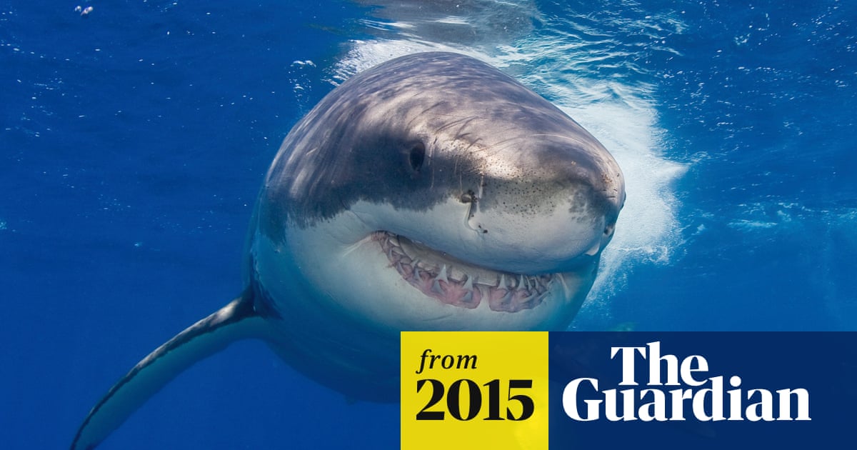 Surfer Dies After Losing Legs In Sixth Fatal Australian Shark